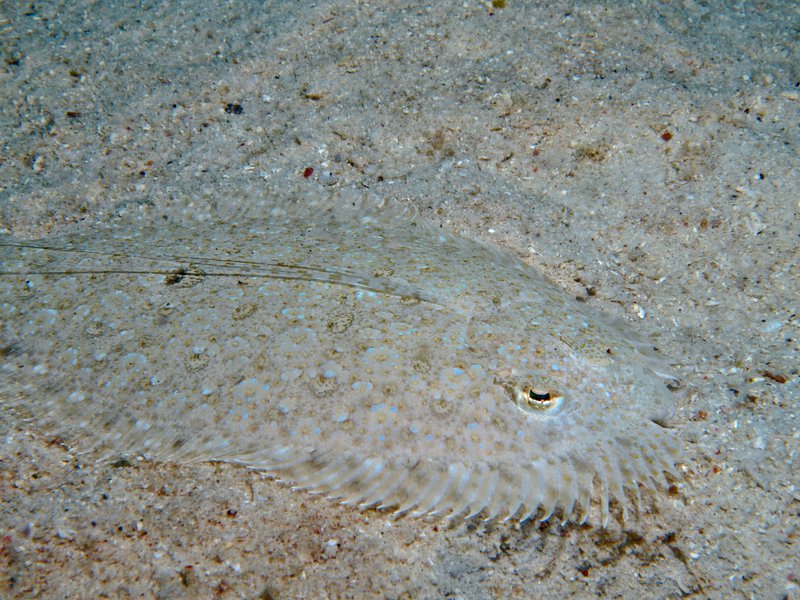 Sole, House Reef